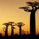 Illustration for article titled Could artificial trees solve the global warming crisis?
